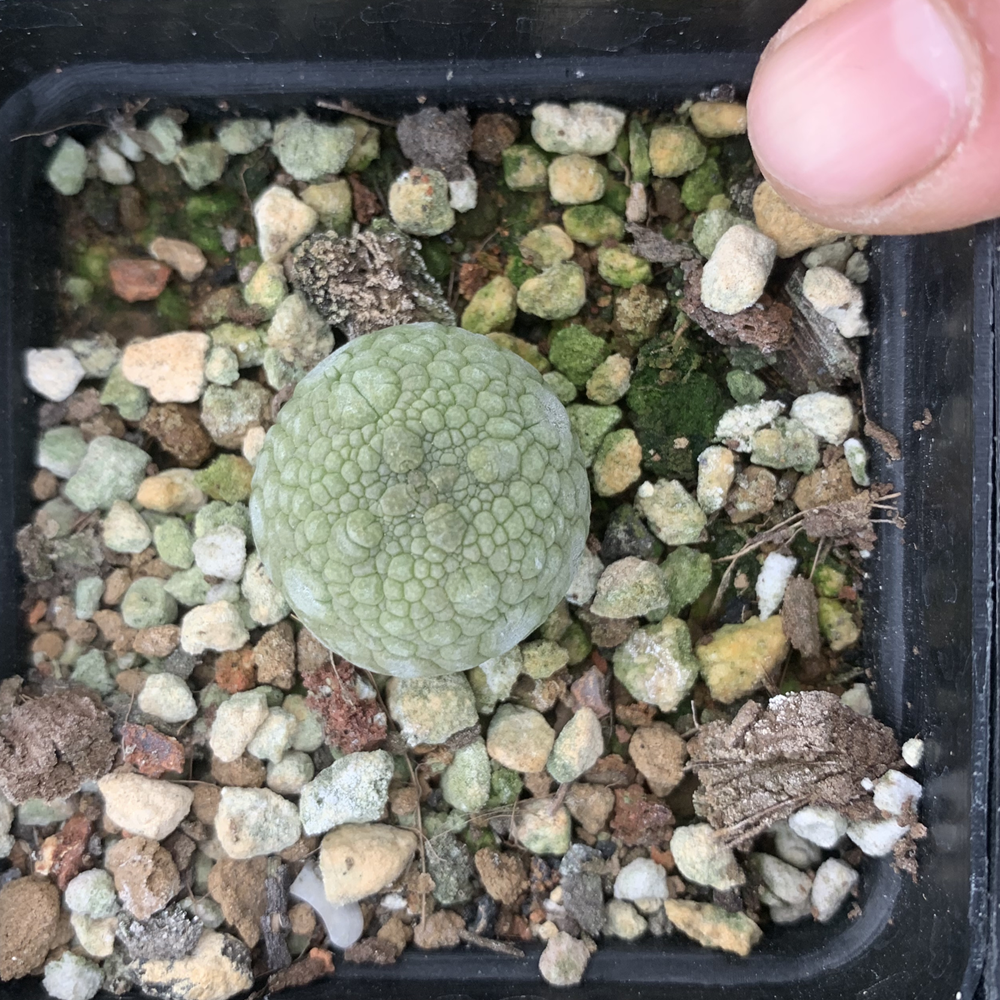 Pseudolithos migiurtinus 2cm