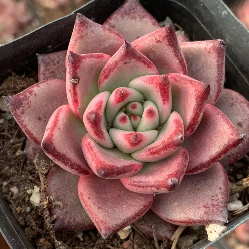 Echeveria Kusu 5cm