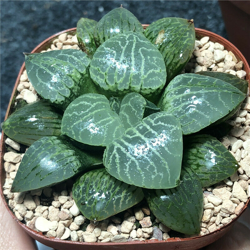 US$ 17.00 - Haworthia Glass Compto 6cm - www.yueyangstore520.com