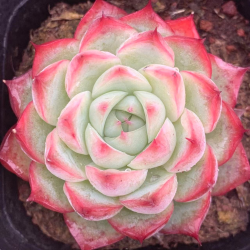 Echeveria ‘Pink Crystal’ 5cm