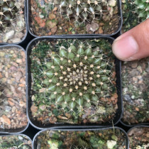 Gymnocalycium anisitii var. Hybrid 4cm