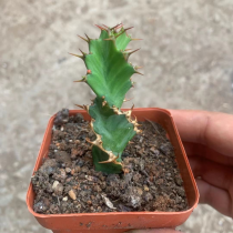 Euphorbia tortiyama 10cm
