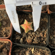 Astrophytum Myriostigma Varegata Seedlings 2cm