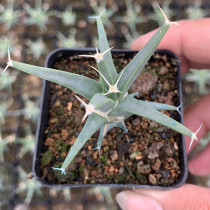 Leuchtenbergia principis 4cm