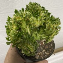 Euphorbia neriifolia L 8cm
