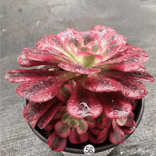 Aeonium caput-medusae 12cm