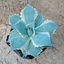 Agave potatorum var. verschaffeltii 15cm