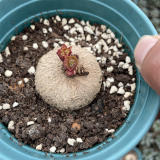 Euphorbia pekinensis Rupr rose 3cm