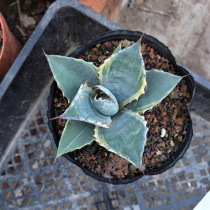 Agave parrasana 11cm