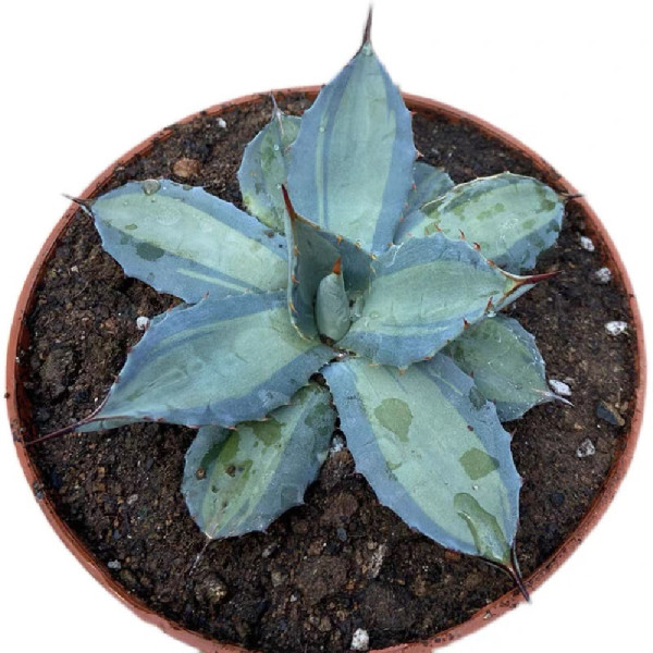 Agave parryi var.huahucensis mediopicta 10cm