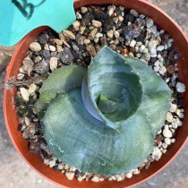 Agave Shell Beige 7cm