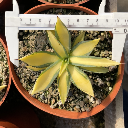 US 201.00 Agave burnt Burgundy 9.5cm m.yueyangstore520
