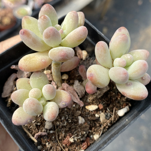 Graptopetalum cheese 7cm