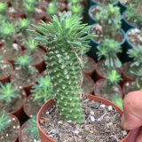 Euphorbia bupleurifolia 9cm