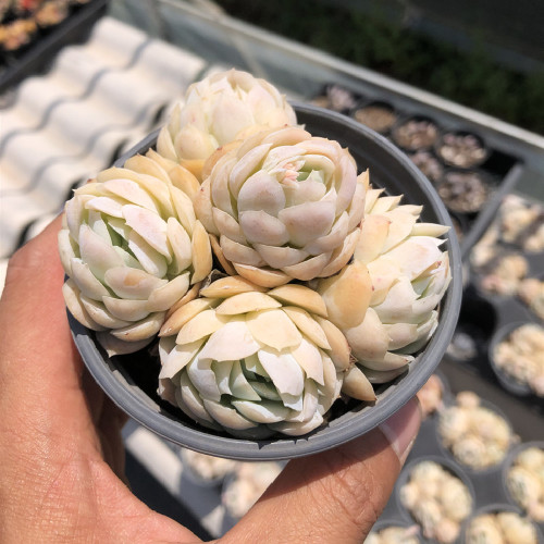 Echeveria elegans raspberry ice 8cm