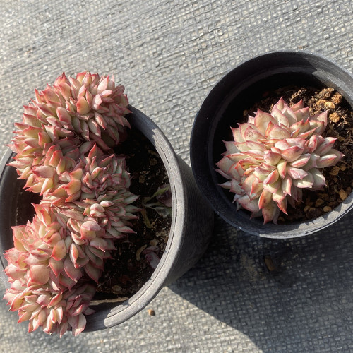 Echeveria 'Esther’Hybrid 12cm