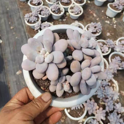 Pachyphytum oviferum 17cm