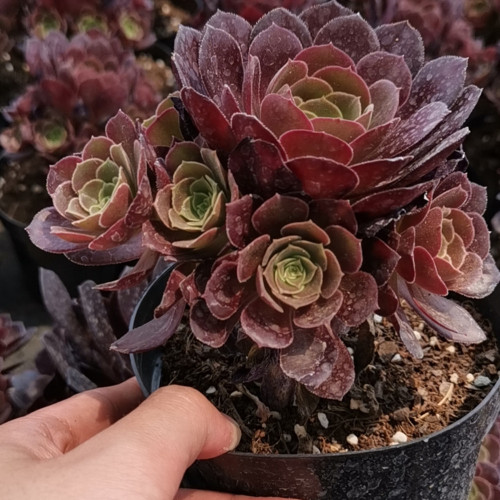 Aeonium arboreum 'Zwartkop'hybrid 12cm