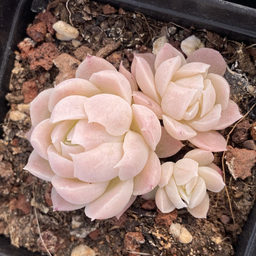 Echeveria Brown Sugar 4cm