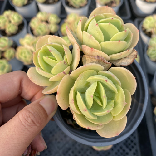 Echeveria 'Peach Pride' 9cm