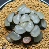 Haworthia Maughanii Purple Lens 4cm