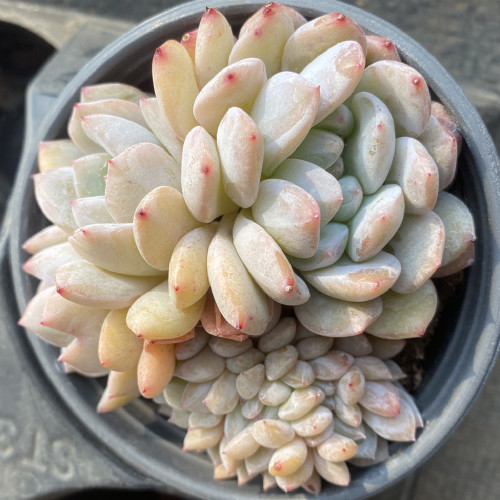 Echeveria Monroe Hybrid 8cm