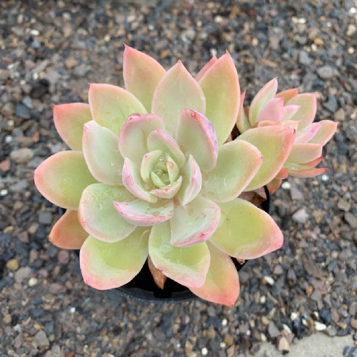 Echeveria 'BENINOTURU' 8cm