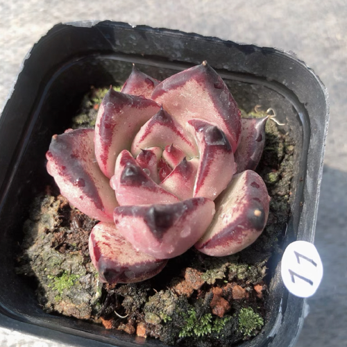 Echeveria agavoides “Ebony” hybrid 5cm