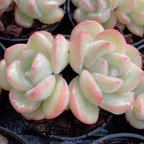 Echeveria Cream puffs two head 6cm