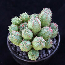 Euphorbia Obesa Multi-Head 6cm