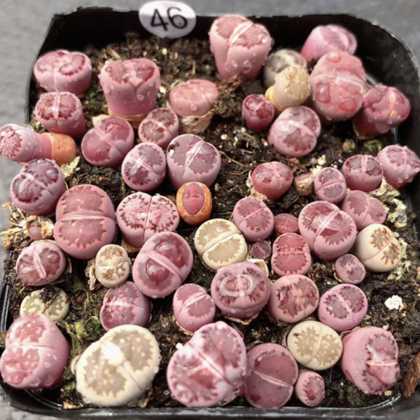 Lithops N. E. Br 3cm