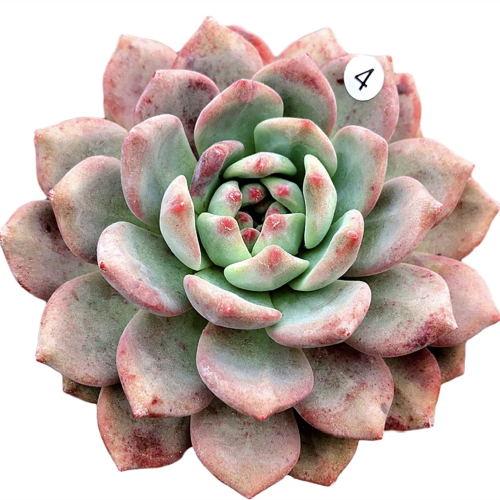 Echeveria Ariel 8CM