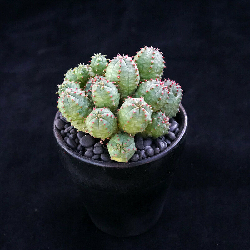 Succulent Cactus Live Plant Euphorbia Obesa Hybrid Multi-Head Cactaceae Rare Pot 