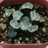 Haworthia Maughanii Inazuma 4cm