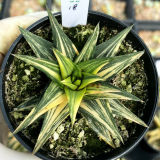 Haworthia Ivory Tower Yellow Variegated 5cm