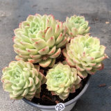Echeveria 'Lime and Chile' Multiple heads 11cm