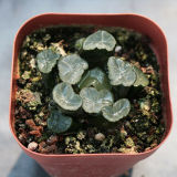 Haworthia Maughanii Inazuma 4cm