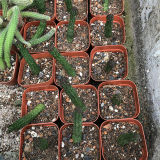 Echidnopsis Cereiformis 5cm 5pcs