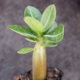 Adenium Obesum Seedling Apocynaceae 6cm 4PCS