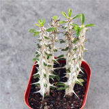 Alluaudia Procera 10cm 4pcs