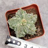 Astrophytum Myriostigma Pentagonal Walnut 5cm 4PCS