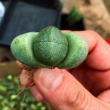 Pleiospilos Nelii Schwantes Green 3cm 6pcs