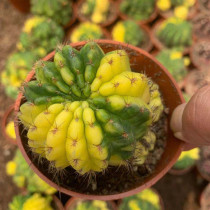 Echinopsis oxygona variegate 7cm