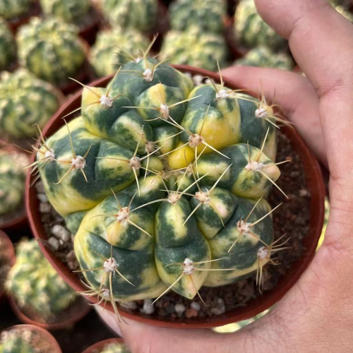 Gymnocalycium bueneker 8cm