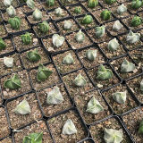 Astrophytum Myriostigma Lem 4cm 4PCS