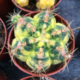 Gymnocalycium Denudarum Paraguayensis Variegated 3cm 3PCS