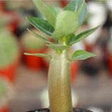 Adenium Obesum Seedling Apocynaceae 6cm 4PCS