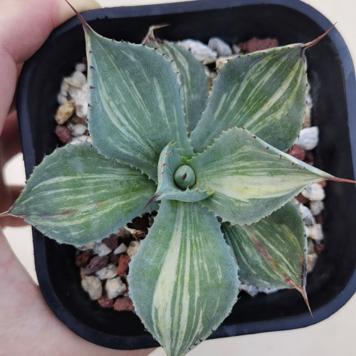 Agave parryi var.huahucensis mediopicta 8cm