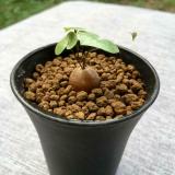 Dioscorea Elephantipes Seeds 2cm 4PCS