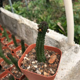 Echidnopsis Cereiformis 5cm 5pcs